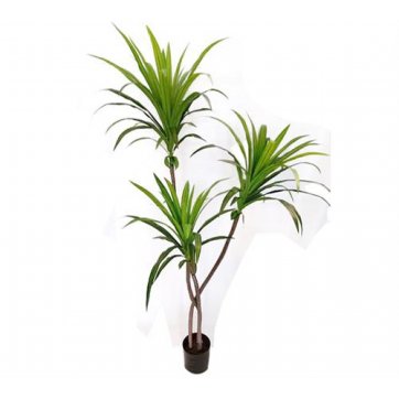 HOMEGURU DECORATIVE PLANT IN POTTERY DRACAENA 1.65CM